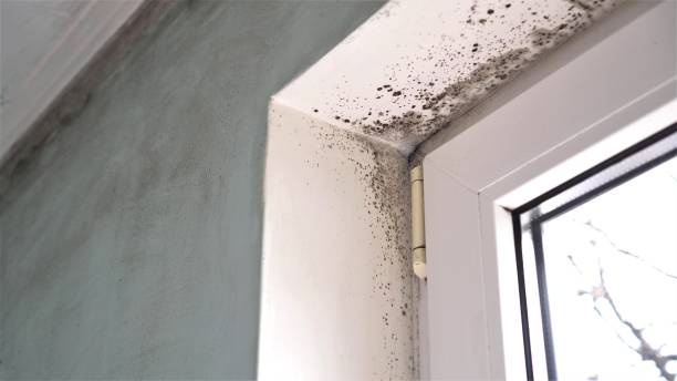 Mold Remediation for Rental Properties in Glouster, OH