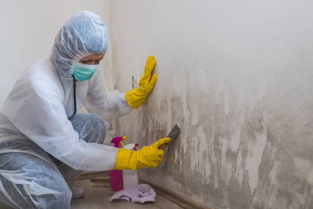 Reliable Glouster, OH Mold Inspection, Removal & Remediation Solutions