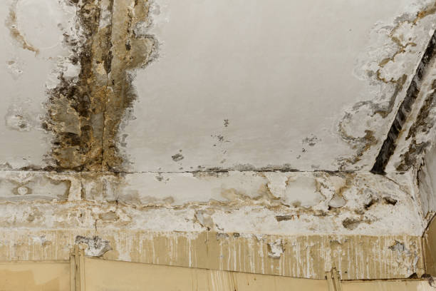 Best Comprehensive Air Testing for Mold Contaminants  in Glouster, OH