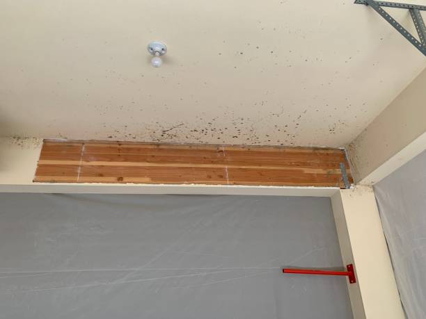 Best Emergency Mold Remediation  in Glouster, OH