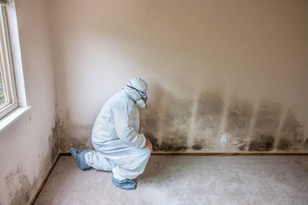 Best Crawl Space Mold Remediation  in Glouster, OH